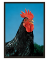 Coq De Combat