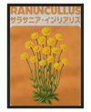 Ranuncullus