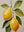 Branche De Citronnier sans cadre