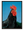 Coq De Combat avec cadre