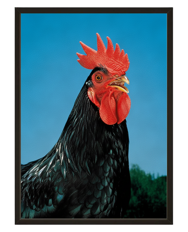 Coq De Combat avec cadre