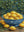 Coupe De Citrons sans cadre