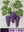 Grappe De Vigne sans cadre
