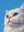 Le Chat Blanc sans cadre