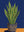 Plante Sansevieria sans cadre