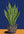 Plante Sansevieria sans cadre