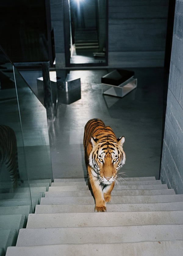 Tiger Loft sans cadre