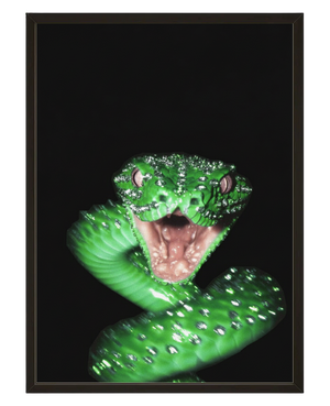 Venin Vert avec cadre