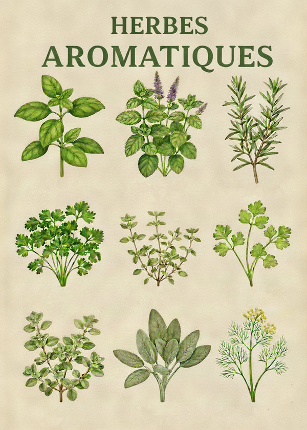 Herbes Aromatiques sans cadre