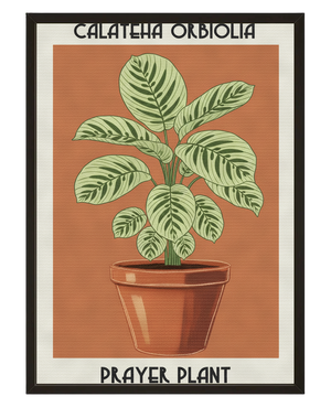 Calathea Orbifolia avec cadre