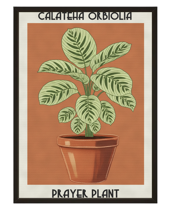 Calathea Orbifolia avec cadre