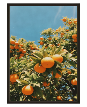 Orangers De Sicile avec cadre
