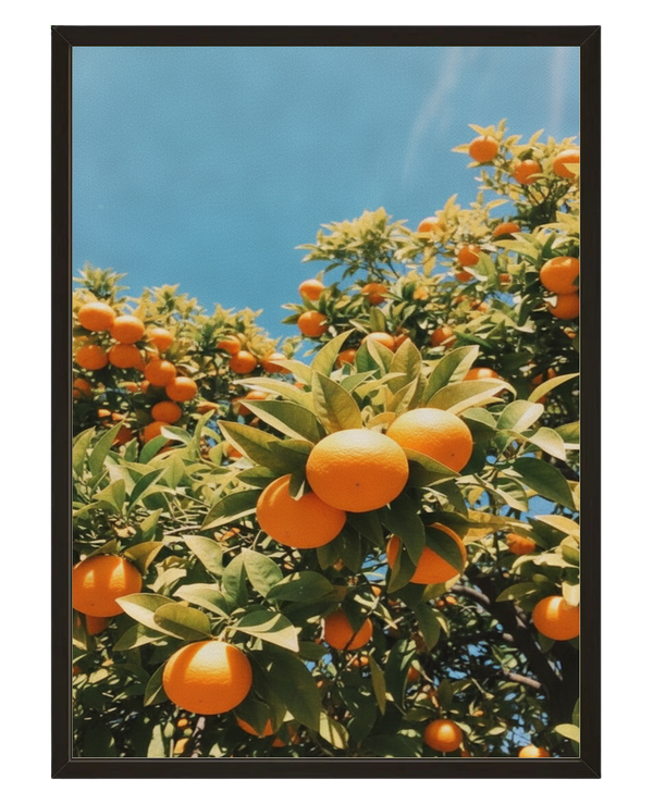 Orangers De Sicile avec cadre