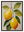 Branche De Citronnier avec cadre