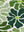Fleur Abstraite 1 sans cadre