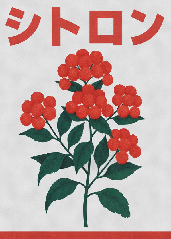 Baies Japonaises sans cadre