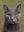 Majeste Feline sans cadre