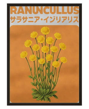 Ranuncullus avec cadre