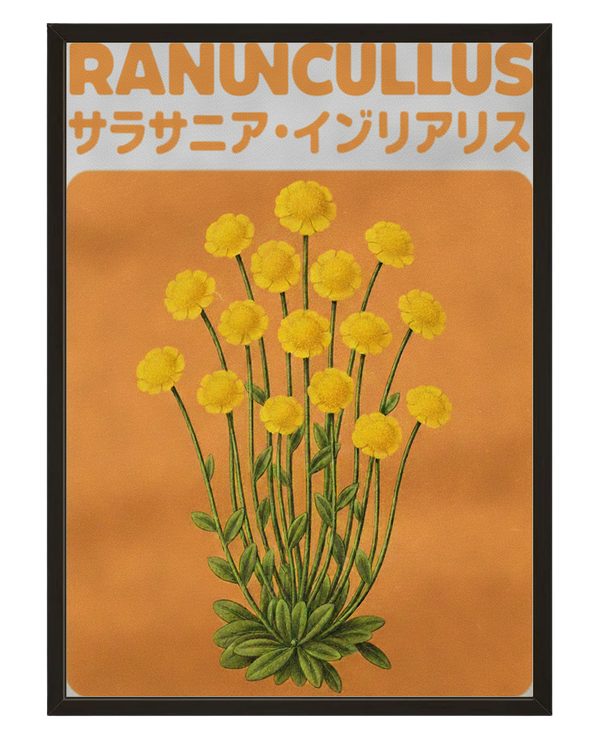 Ranuncullus avec cadre