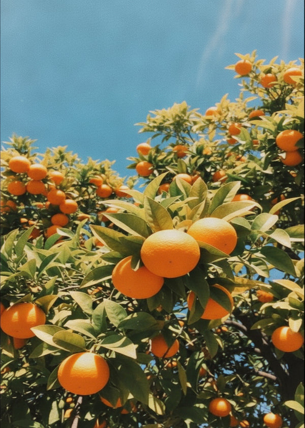 Orangers De Sicile sans cadre