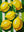 Citrons Rayes sans cadre