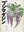 Glycine Nipponne sans cadre