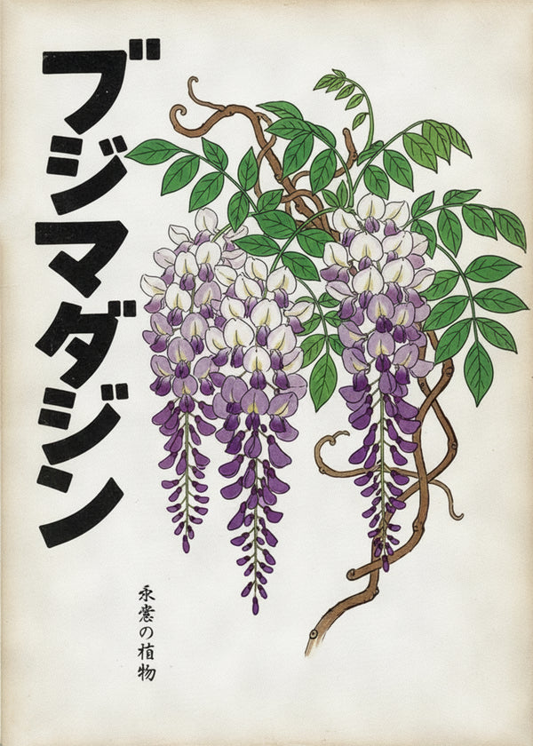 Glycine Nipponne sans cadre