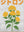 Plante Jaune sans cadre