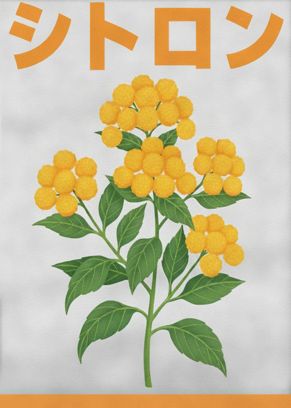 Plante Jaune sans cadre