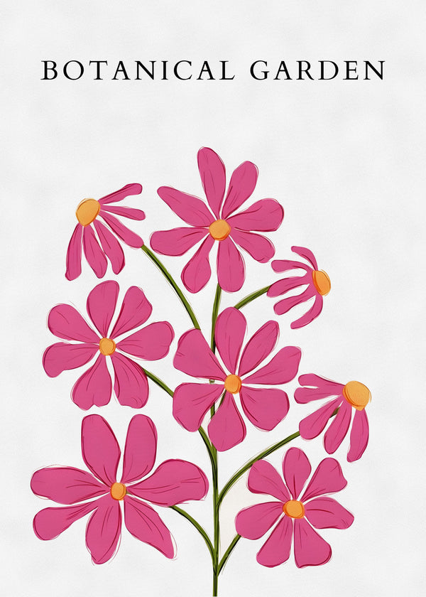 Cosmos Roses sans cadre
