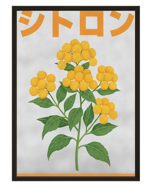 Plante Jaune avec cadre