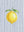 Citron Raye sans cadre