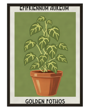 Epipremnum Aureum avec cadre