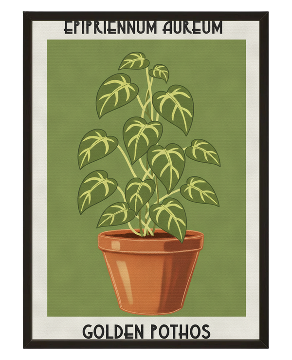 Epipremnum Aureum avec cadre