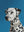 Regard Dalmatien sans cadre