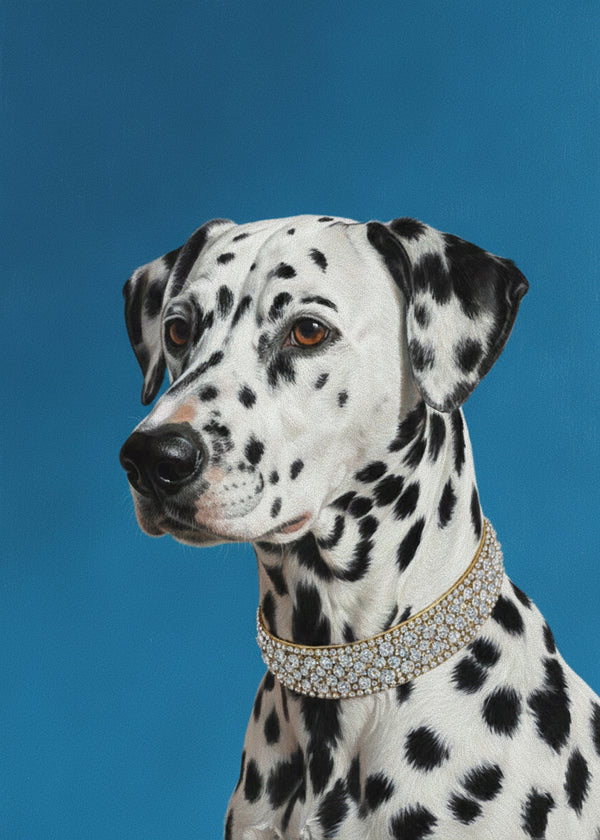 Regard Dalmatien sans cadre