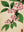 Printemps Japonais sans cadre