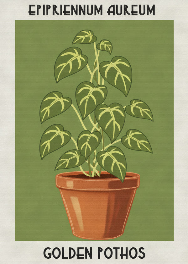 Epipremnum Aureum sans cadre
