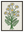 Bouquet Marguerite avec cadre