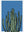 Le Cactus sans cadre