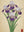Iris Royaux sans cadre