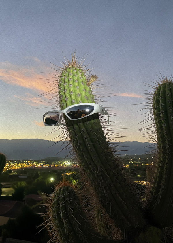 Cactus Rockstar sans cadre