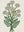 Bouquet Marguerite sans cadre
