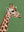 Regard Savane sans cadre