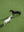 Echecs Equins sans cadre