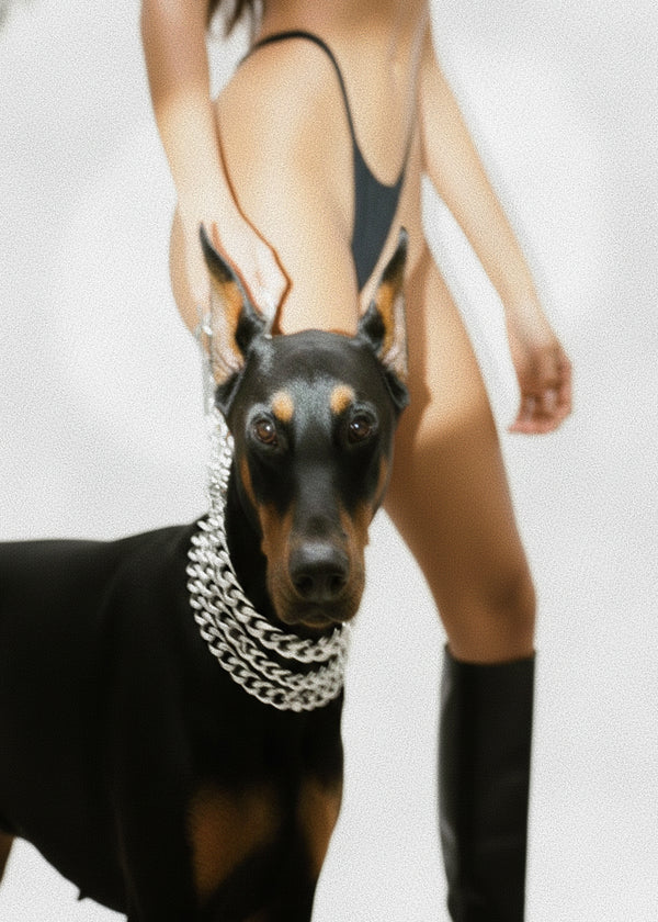 Doberman Curves sans cadre